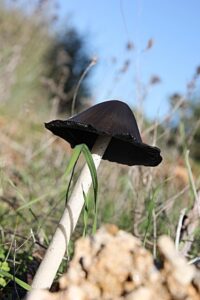 Substancje toksyczne i zasady bezpieczeństwa