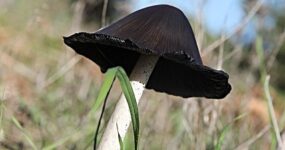 Substancje toksyczne i zasady bezpieczeństwa